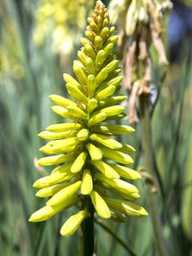 Red Hot Poker Citrina (Kniphofia)