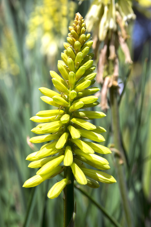 Red Hot Poker Citrina Roots