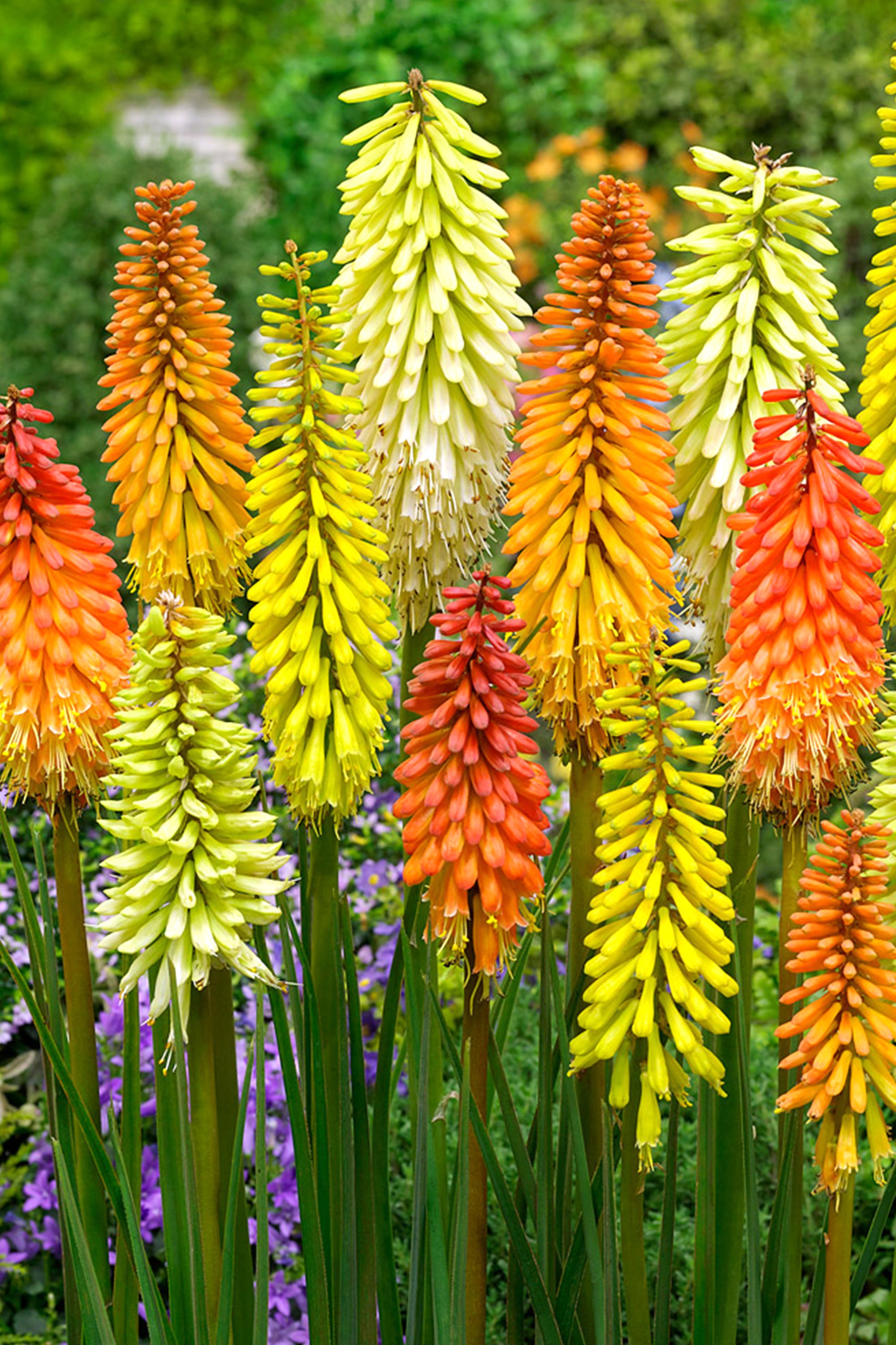 red hot poker succulent 5 Bare Roots