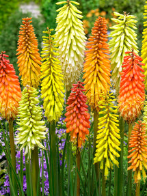 Red Hot Poker Breeders Mix (Kniphofia)