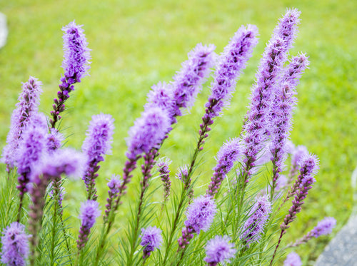 Liatris Spicata Corms Flower Bulbs