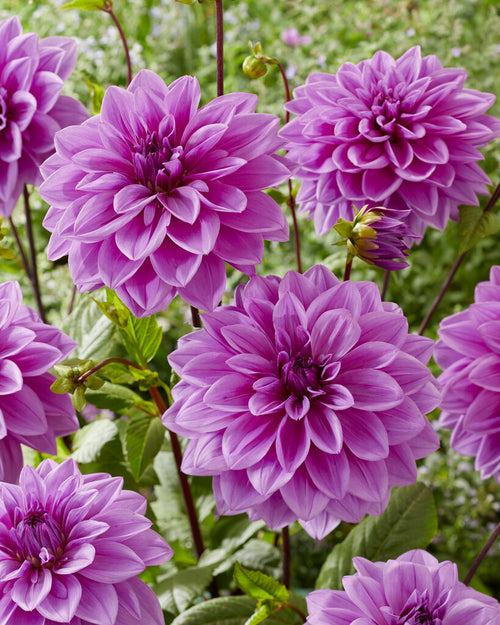 Dahlia Lilac Time Tubers