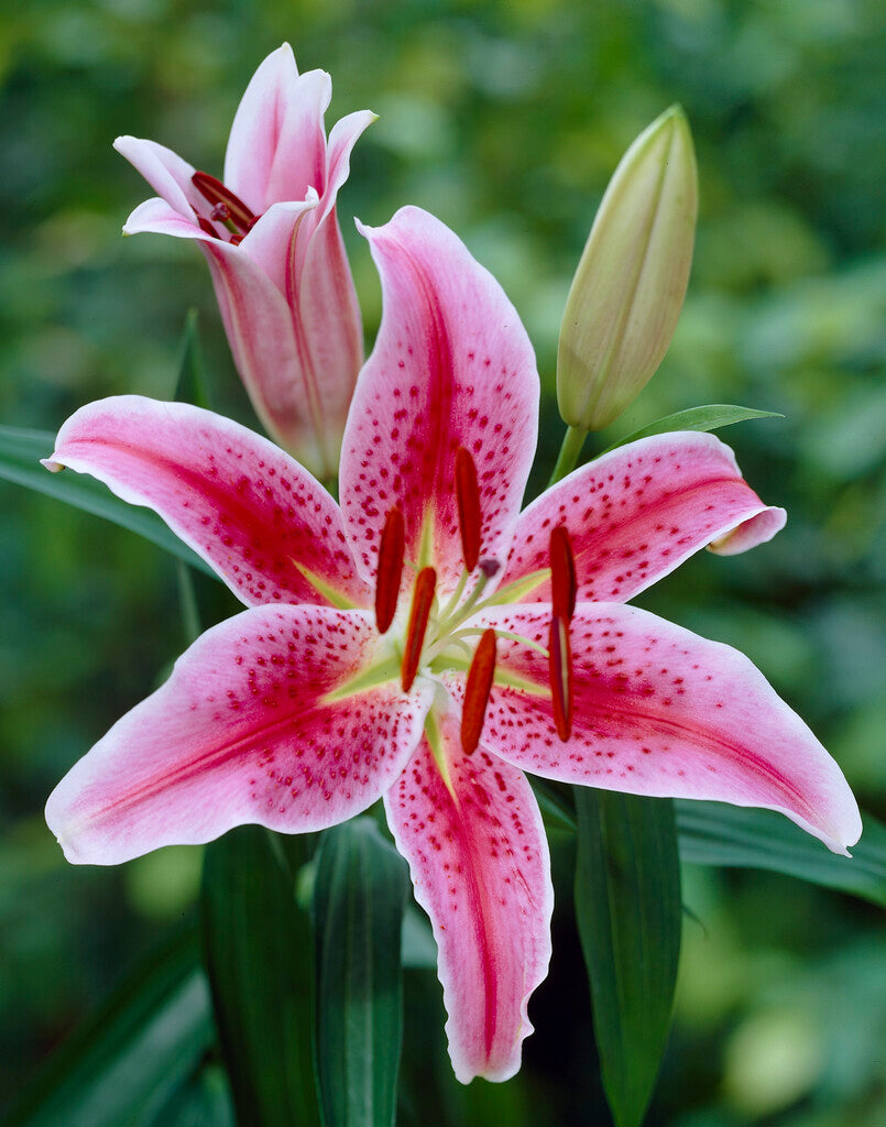 Lily Stargazer Lilies Flower Bulbs DutchGrown™ Lily Stargazer Lilies Flower Bulbs DutchGrown™