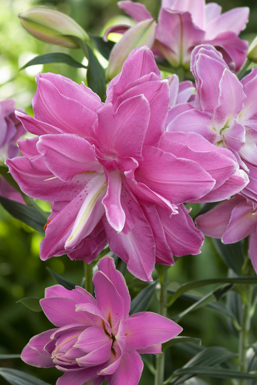 Lotus Wonder Lilies