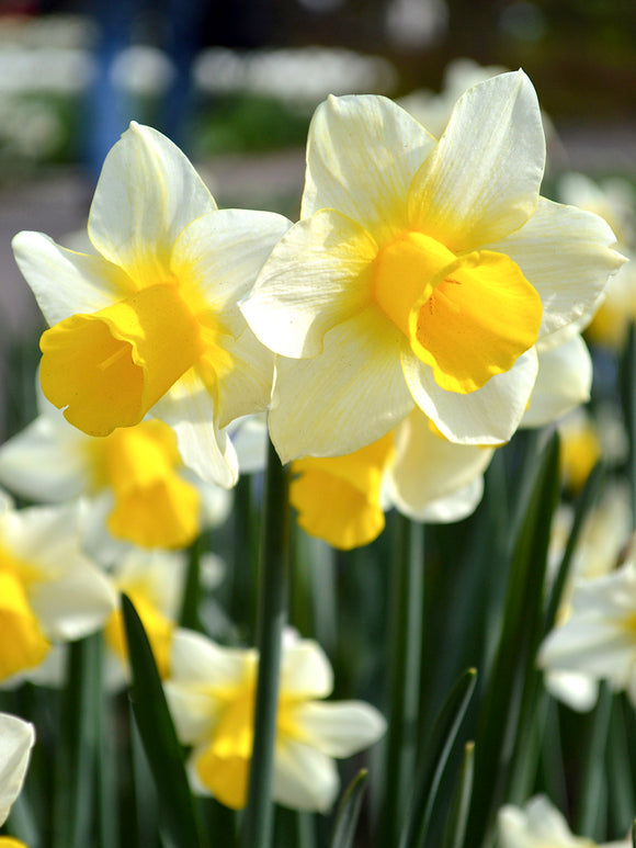 Mini Daffodil Golden Echo