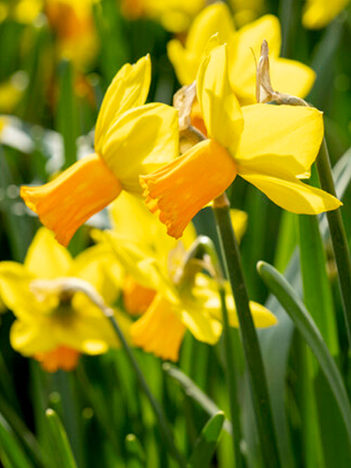 Narcissus Jetfire Flower Bulbs Orange Yellow