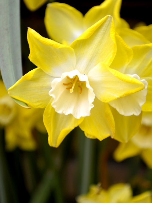 Mini Daffodil Pipit