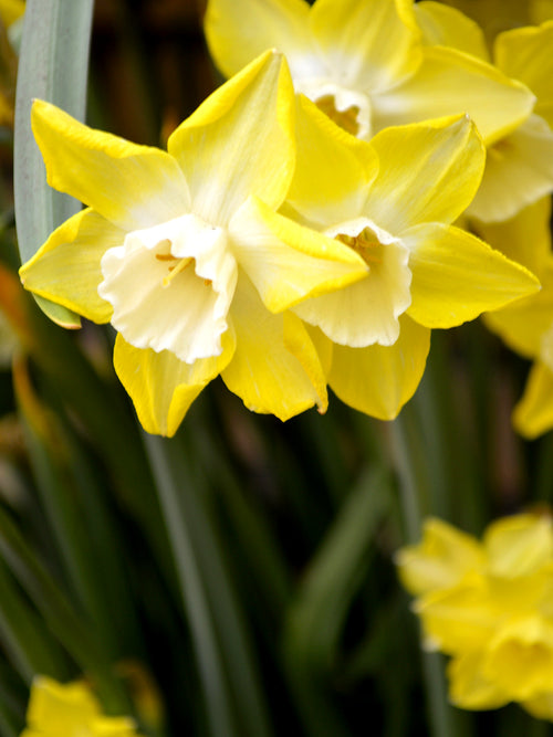 Narcissus Pipit