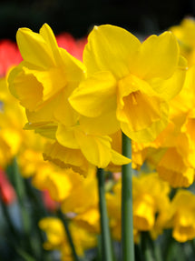Mini Daffodil Quail