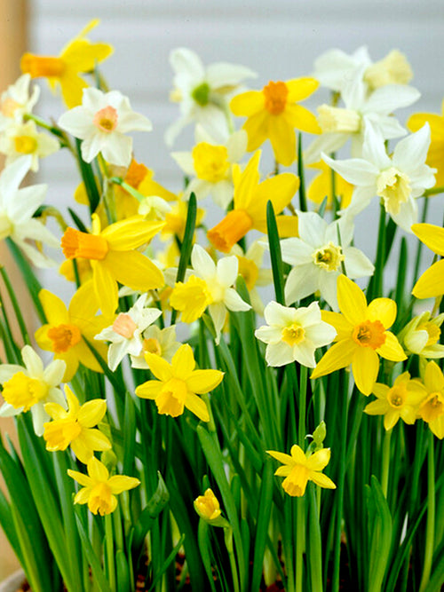 Mini Daffodil Rockgarden Mixed