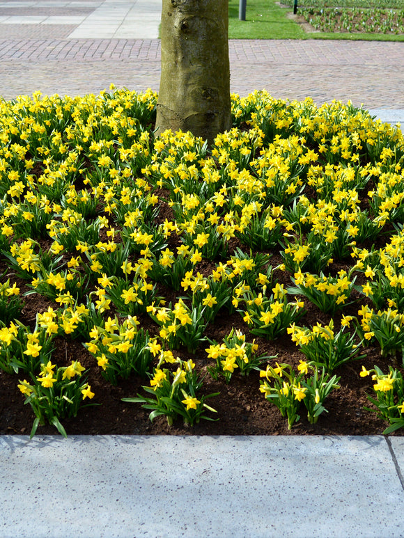 Tete a Tete Daffodils