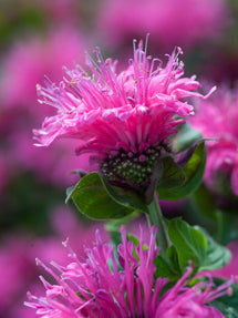 Monarda Cranberry Lace