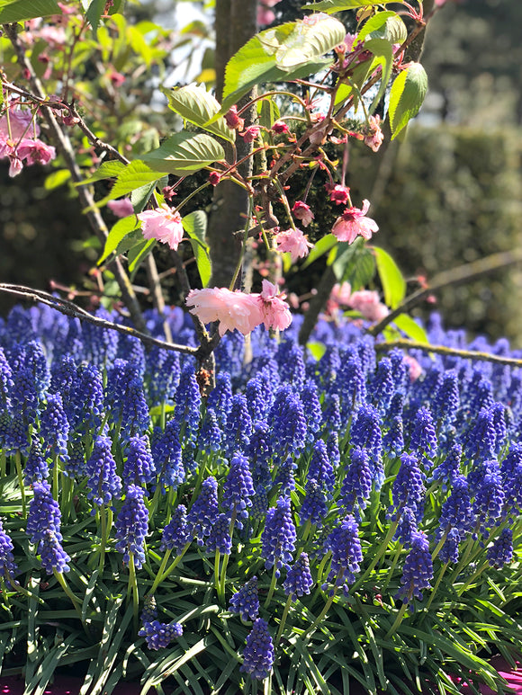 Grape Hyacinth Muscari Armeniacum 