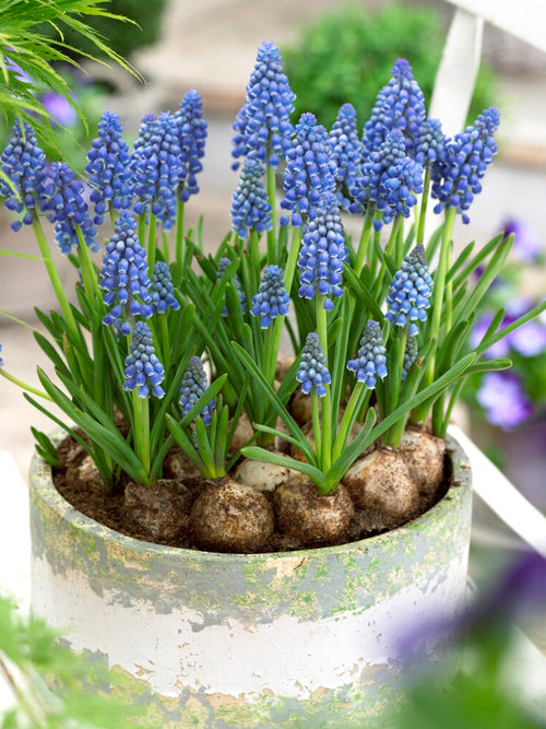 Grape Hyacinth Muscari Armeniacum in pot