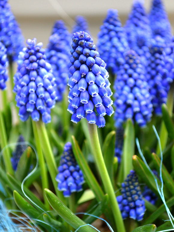 Muscari Armeniacum Grape Hyacinths Blue