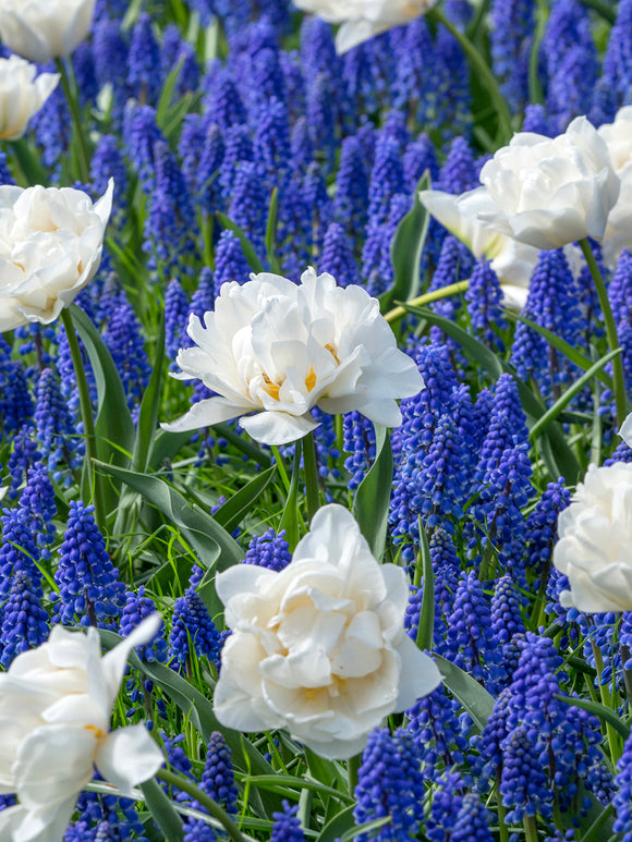 Grape Hyacinths in between Double White Tulips