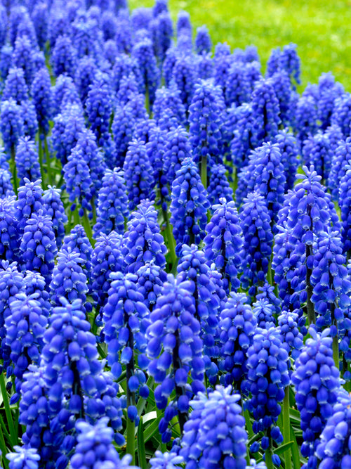 Muscari Armeniacum Bulbs Grape Hyacinths