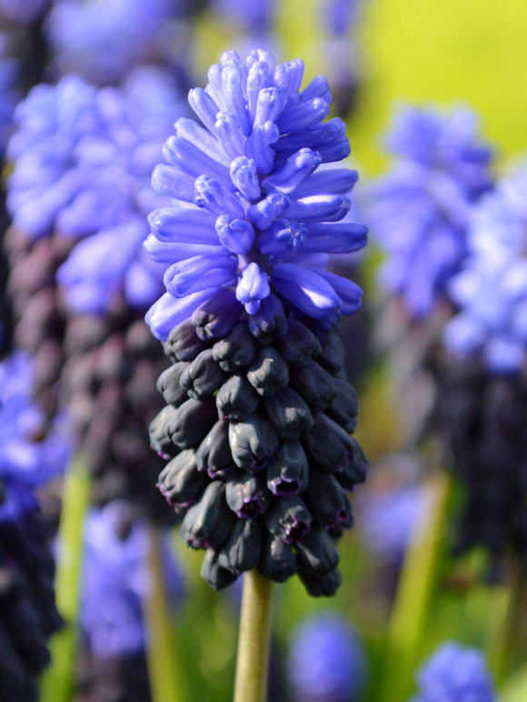 Muscari Latifolium Grape Hyacinth