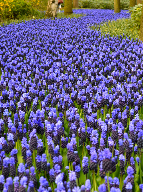 Muscari Bulbs Latifolium Grape Hyacinths