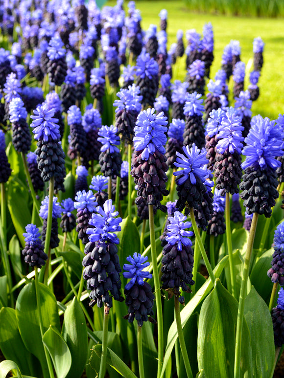 Muscari Latifolium Bulbs Grape Hyacinth