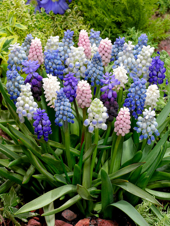 Muscari Grape hyacinths Mix blue, white, purple and pink in the garden