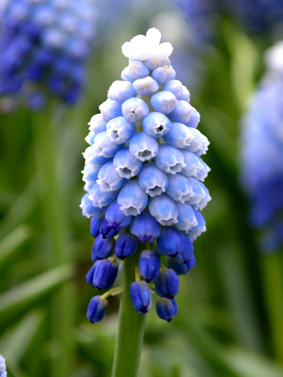 Muscari Mount Hood Grape Hyacinths