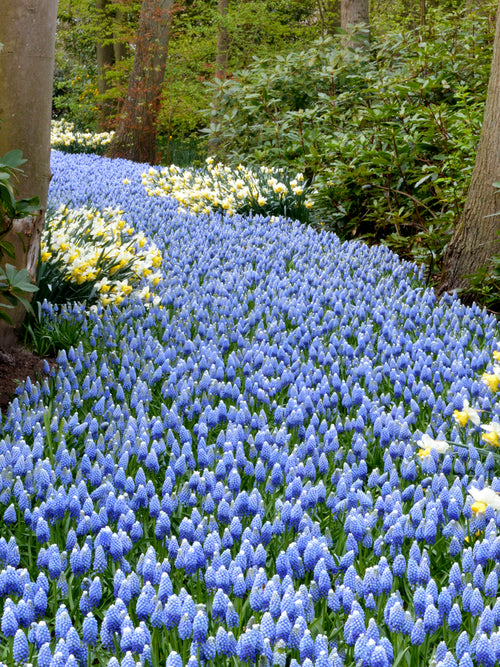 muscari flower bulbs grape hyacinth Mount Hood