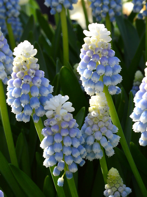 Muscari Bulbs Mount Hood Grape Hyacinths