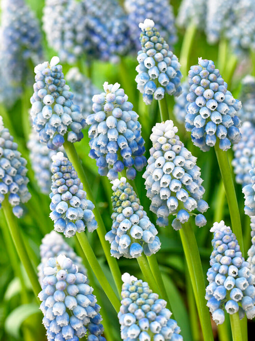 Muscari Ocean Magic Grape Hyacinths