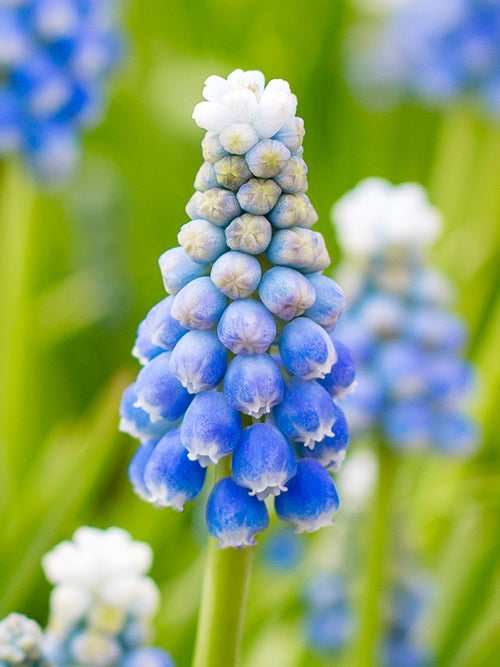 Muscari Bulbs Ocean Magic Grape Hyacinth