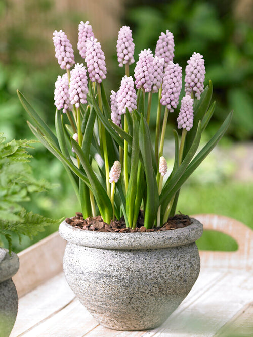 Pink Muscari Grape Hyacinth in pot