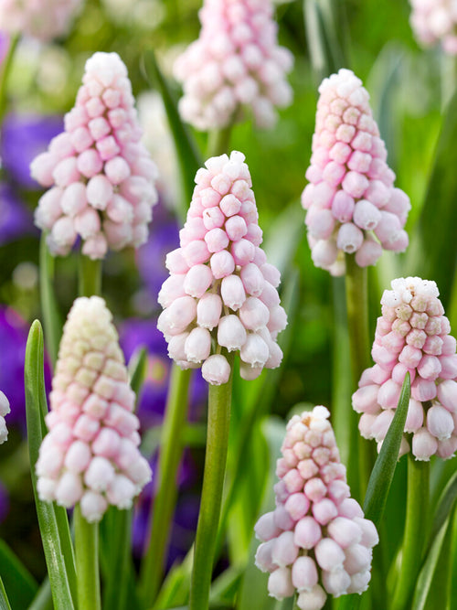 Muscari Pink Sunrise Grape Hyacinth