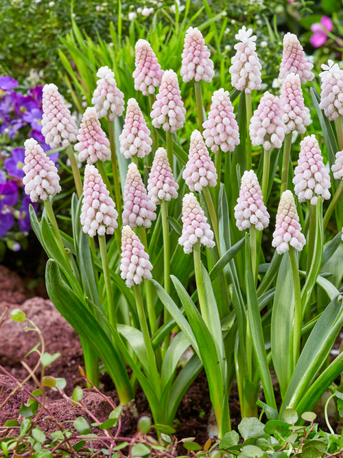 Pink Muscari Bulbs Grape Hyacinth