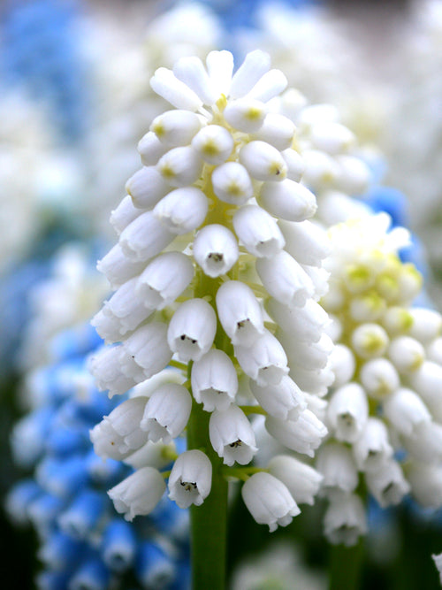White Grape Hyacinth Bulbs | DutchGrown™