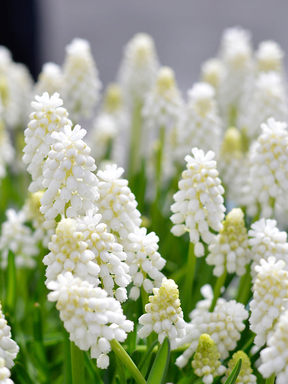 Grape Hyacinth Muscari White Magic | DutchGrown™