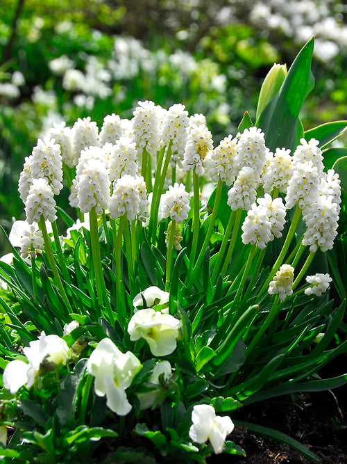Wholesale Muscari White bulbs | DutchGrown™