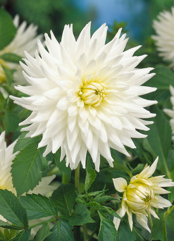 Semi Cactus Dahlia My Love Tubers