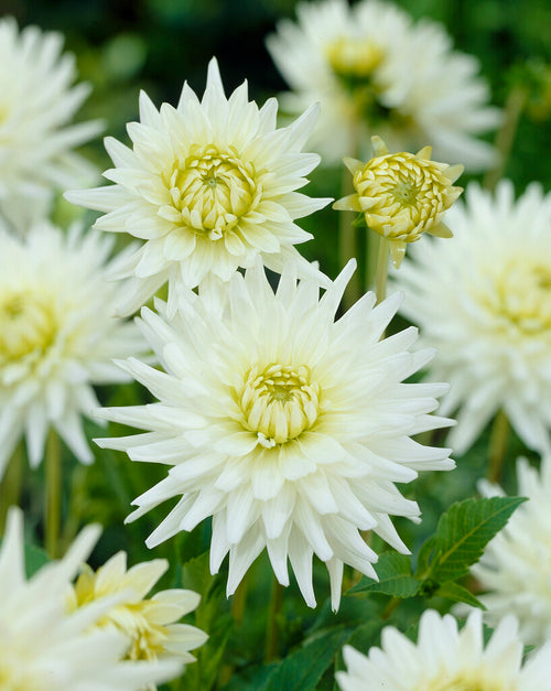 My Love Dahlia Tubers