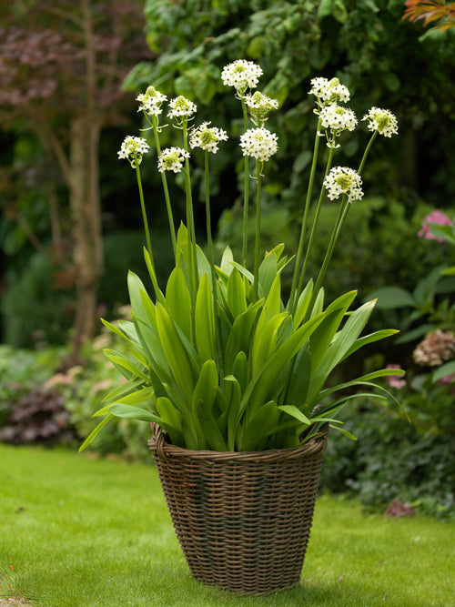 Arabian Starflower bulbs