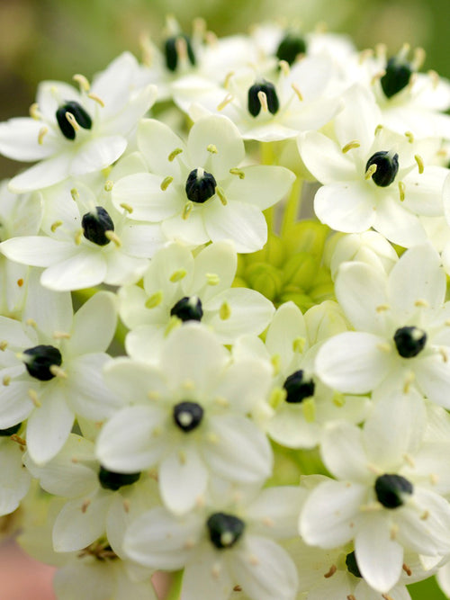 Ornithogalum Arabicum Bulbs close up