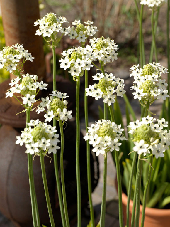 Ornithogalum Arabicum (Arabian Starflower)