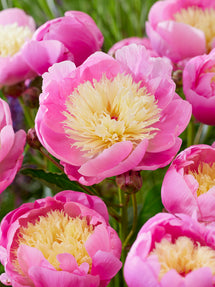 Peony Bowl of Beauty