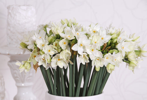 Indoor Narcissus Paperwhites - Indoor Blooms for the Holidays