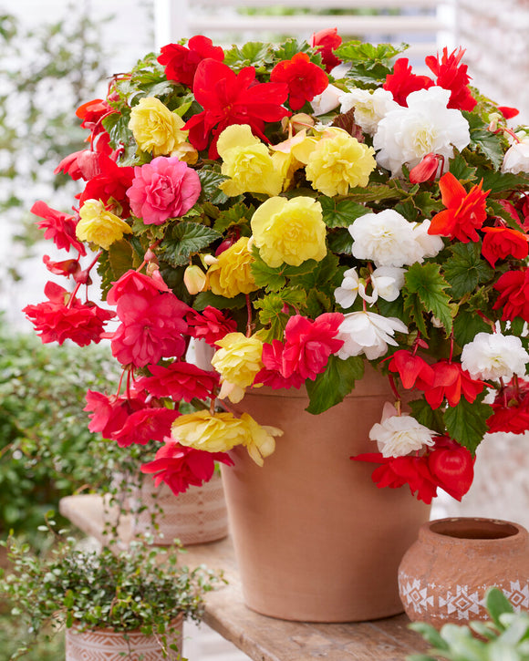Pendula Mixed Begonias - Begonia Bulbs