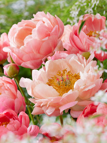 Peony Coral Charm