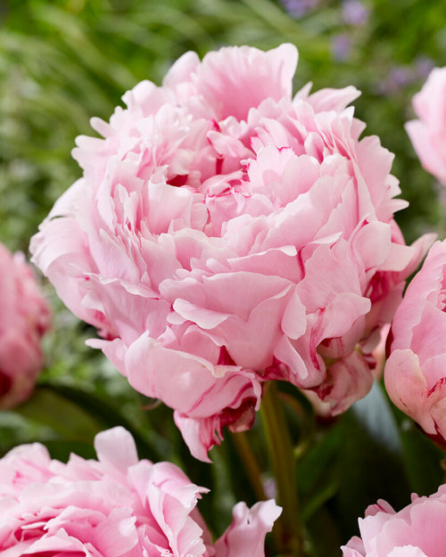 Peony Roots Sarah Bernhardt