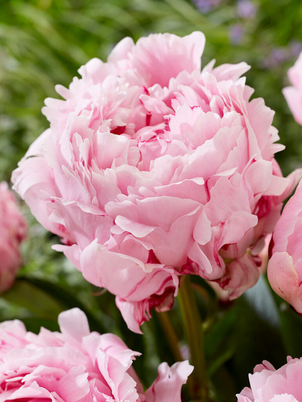 Peony Roots Sarah Bernhardt