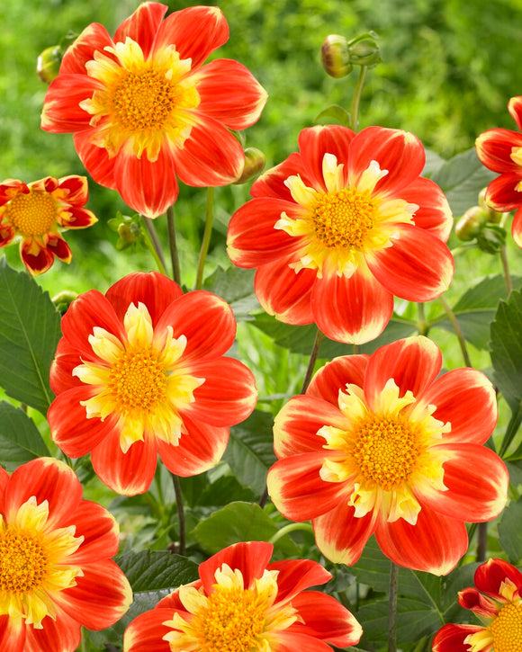 Dahlias Tubers Pooh Bulbs