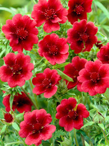 Potentilla Thurberi Monarch's Velvet (Scarlet Cinquefoil)