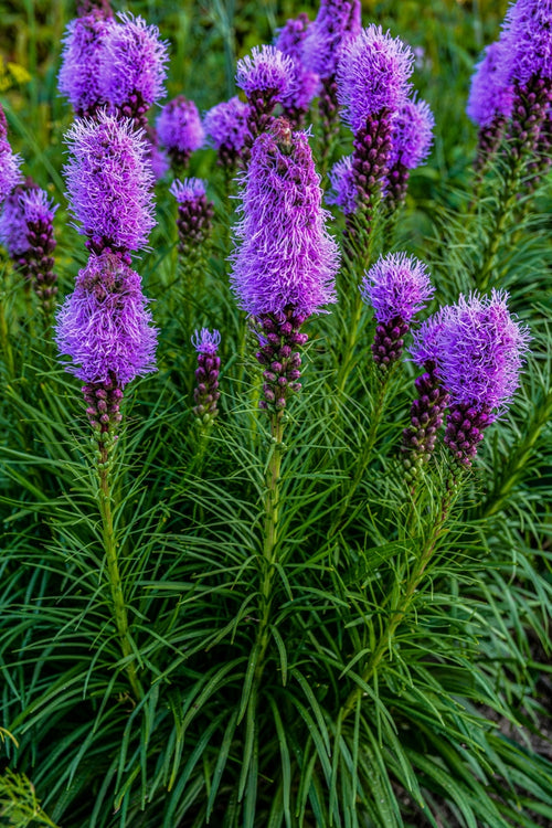 Purple Liatris Spicata